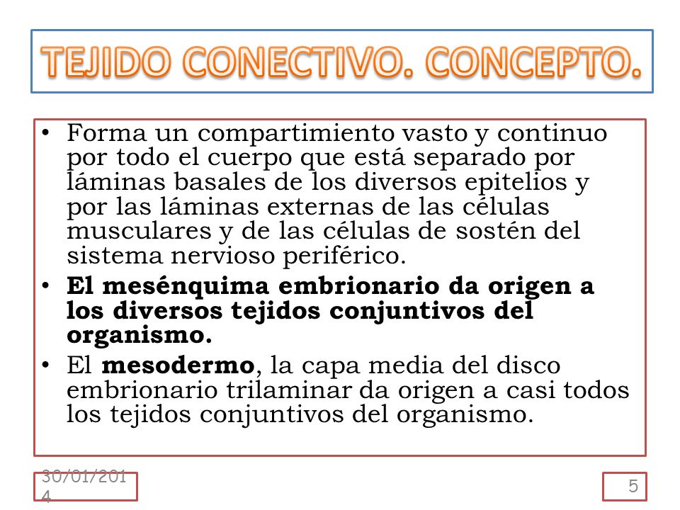 tejido conectivo definicion y funcion